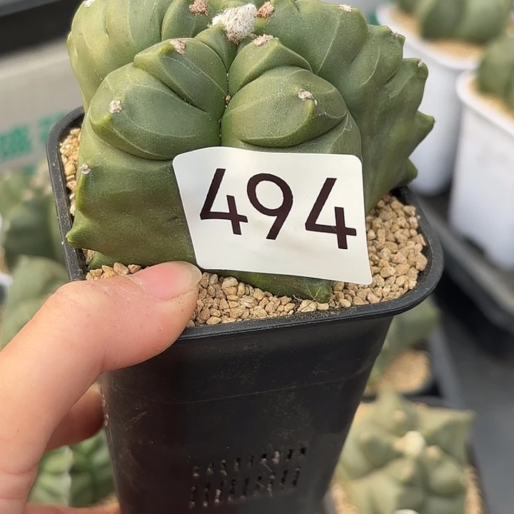 红***铃494。     一物一拍