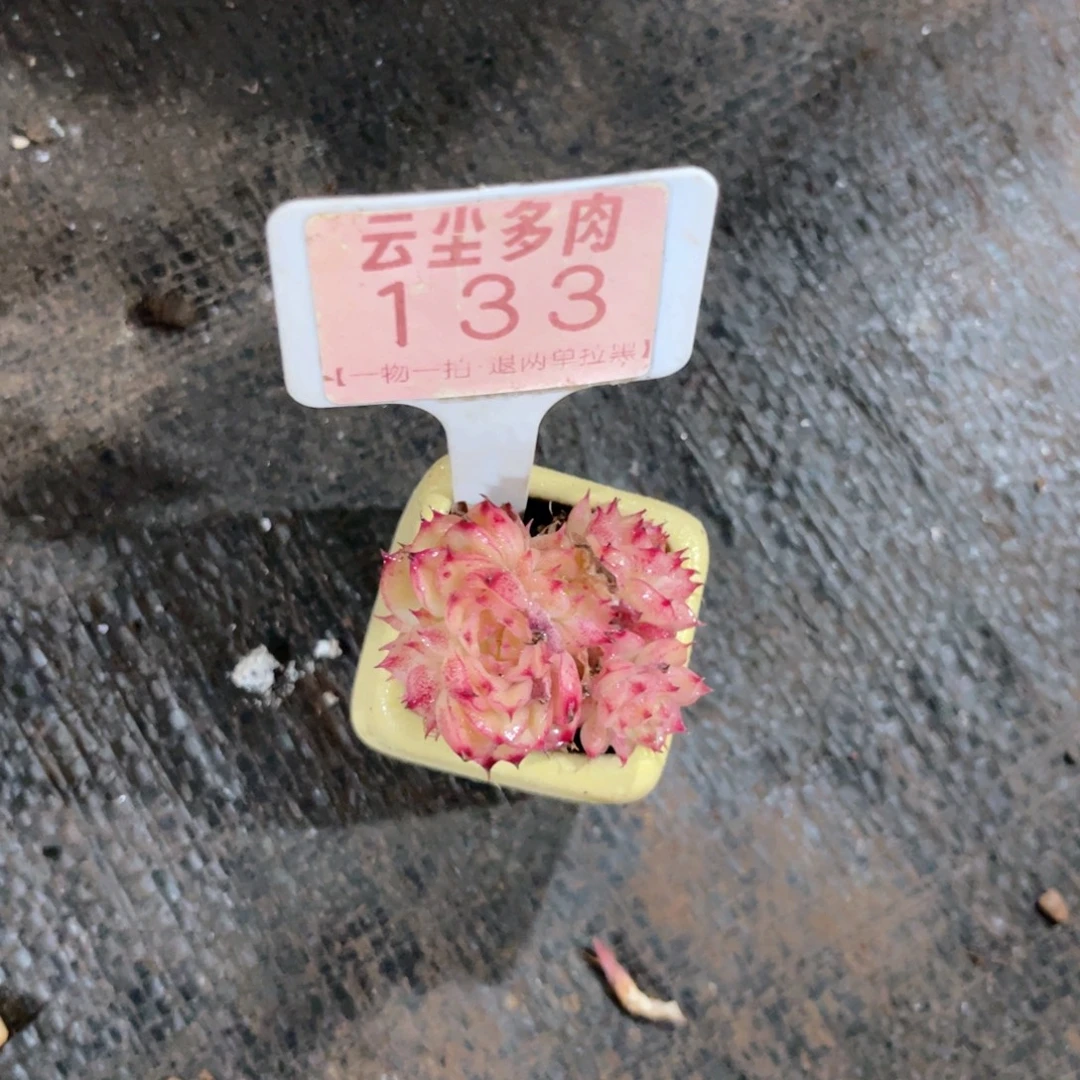 小***梦云尘多肉一物一拍133带盆带土