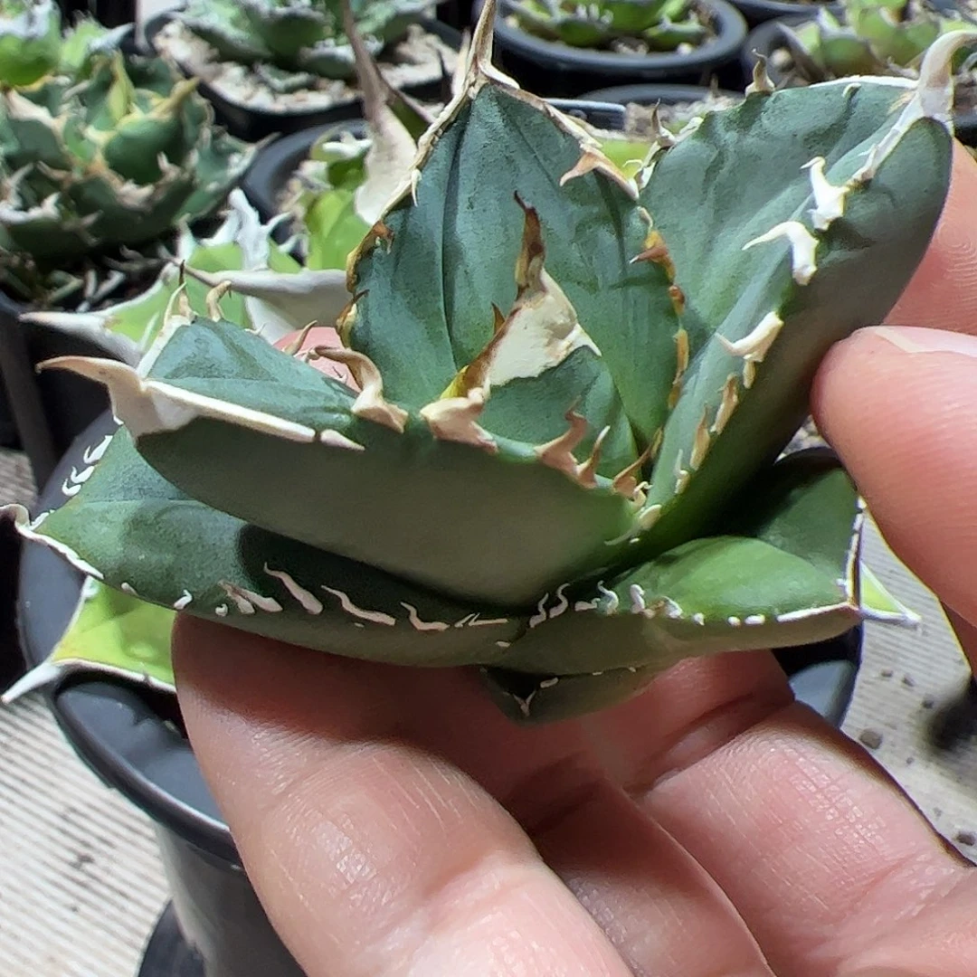 大白鲨龙舌兰仁王冠顶芽
