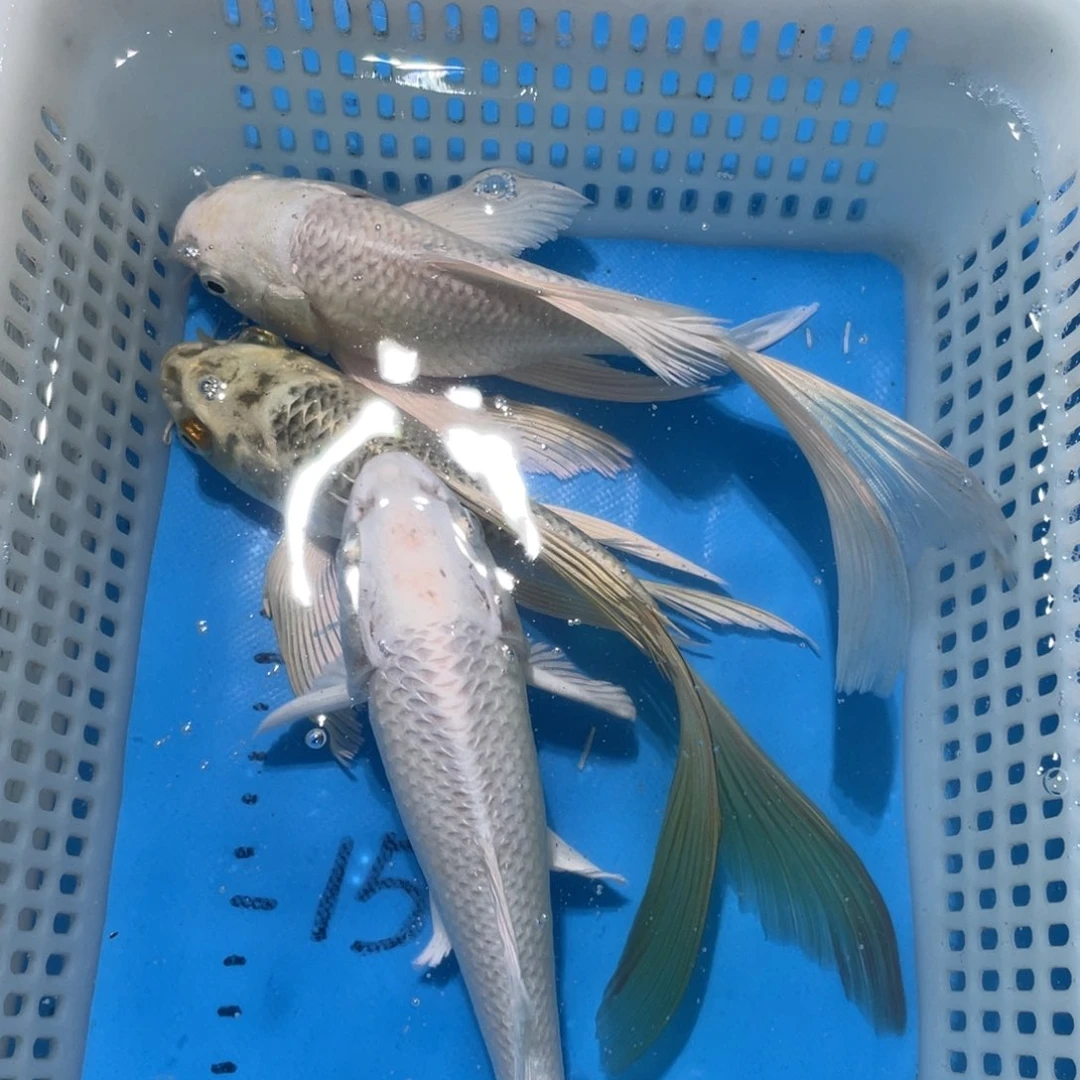 锦鲤锦鲤包邮包售后