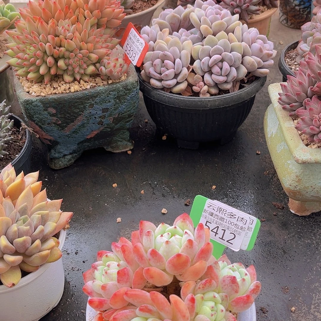 5412望舒多肉植物