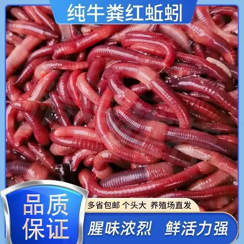 大号蚯蚓活饵料鲜活钓鱼鱼饵红蚯蚓散装盒装黄鳝饵料红虫批发保活