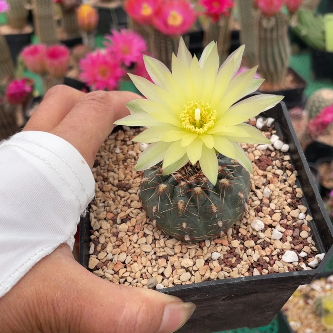 鹿角柱实生仙人球绿花