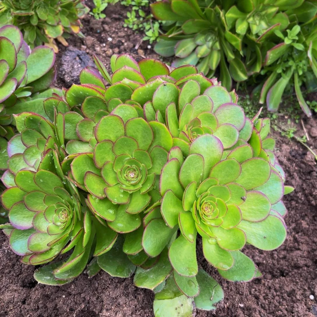 万圣节多肉植物捧花的