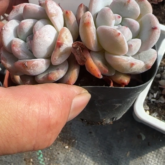 334橙梦露一物一拍多肉