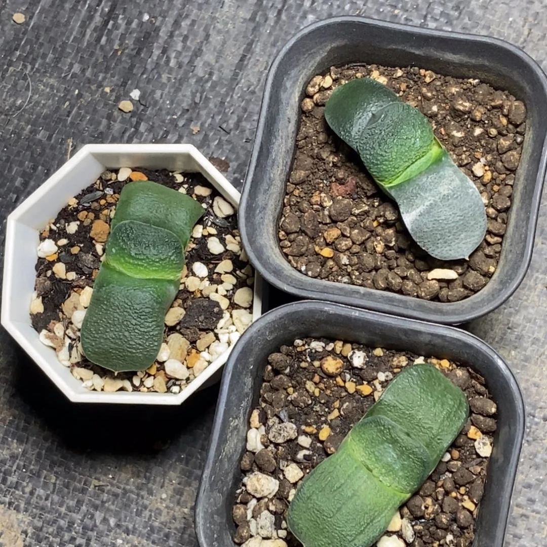 实生卧牛一物一拍