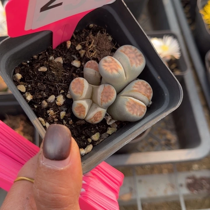 240号88888888888888