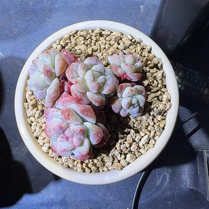 冰玉 石化 5头 一物一拍