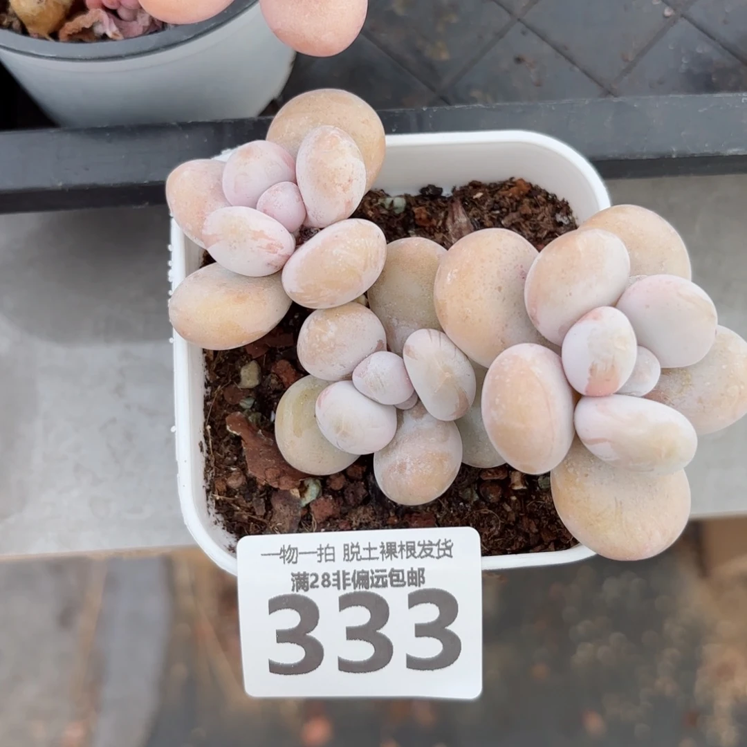 蛋黄奶老桩无盆土发货