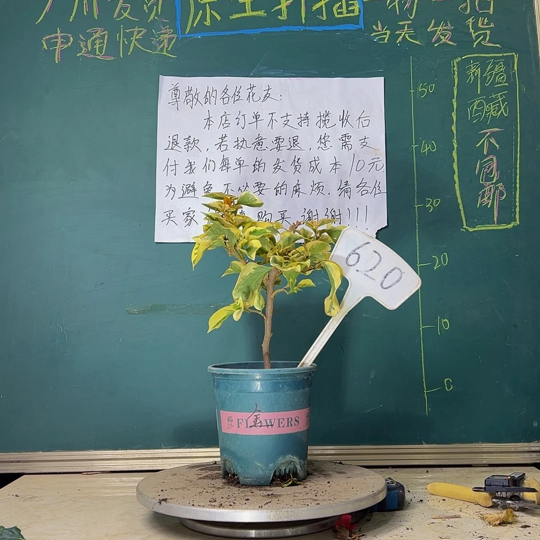 当前无花栽培后可以开花金边黄620