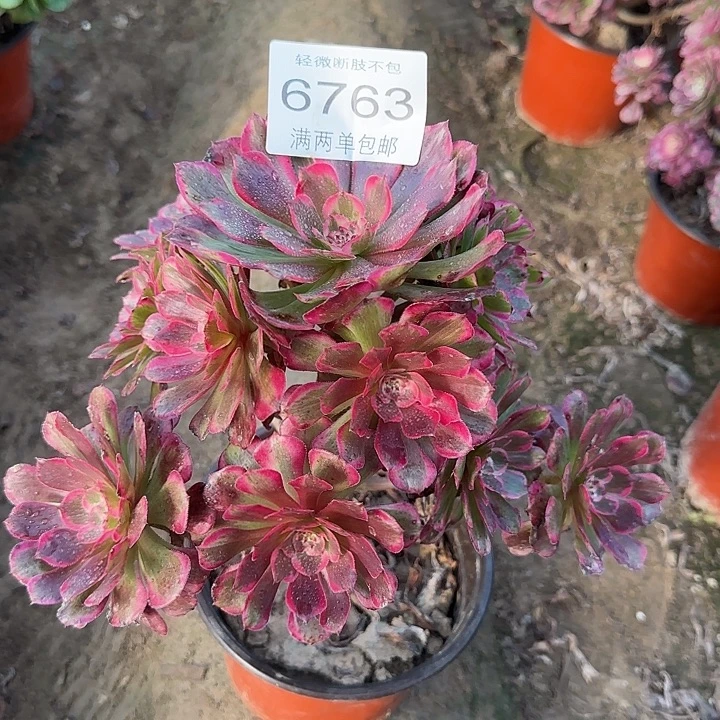 6763霁月多肉植物