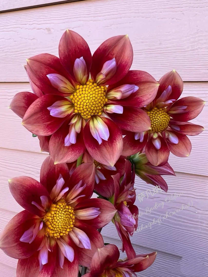 【单瓣集合】进口多年生种球地栽盆栽送肥料