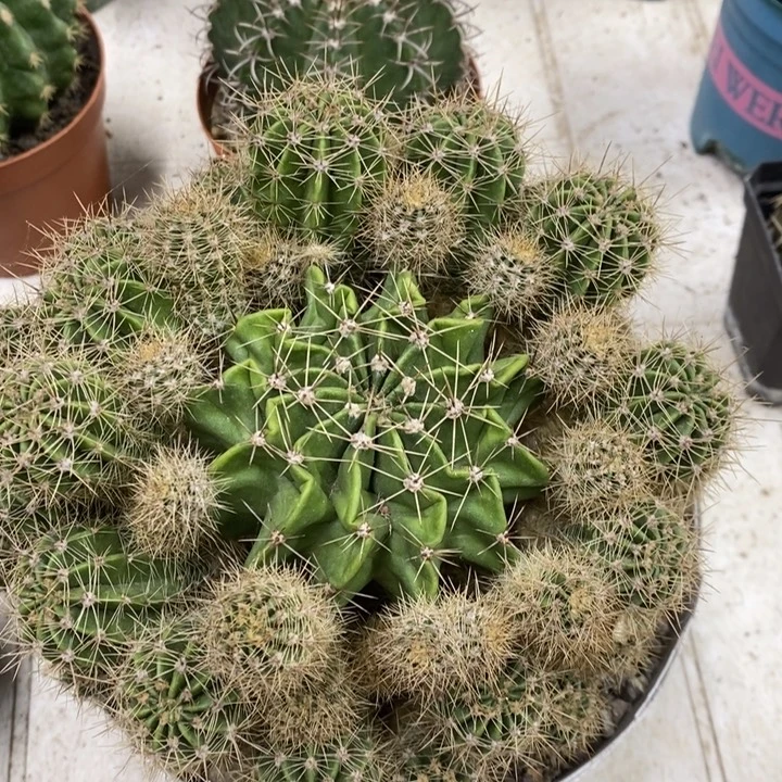 彩草群特价福利包邮