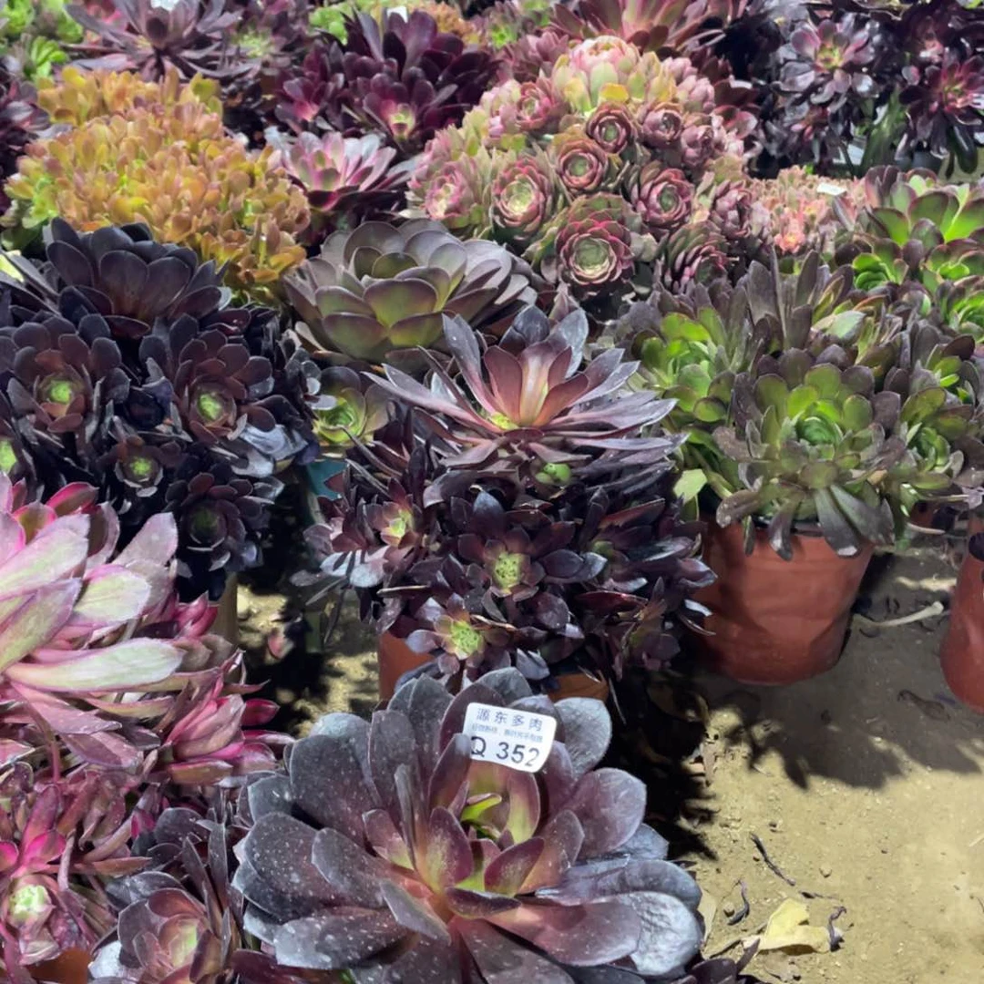 352黑寡妇多肉法师断枝不包