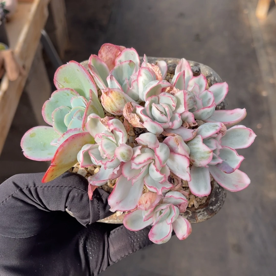 伯克利锦一物一拍