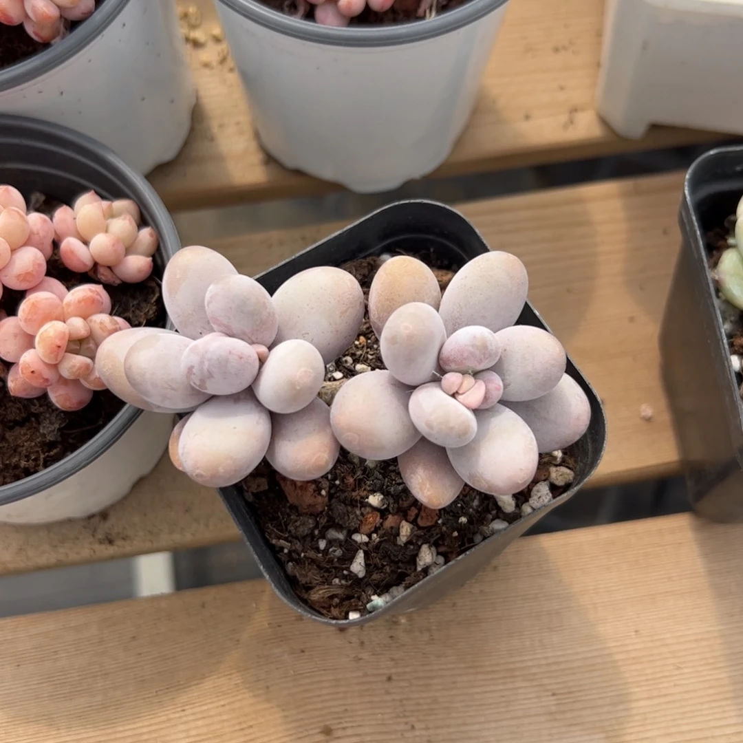 友****子539 多肉植物组合盆栽