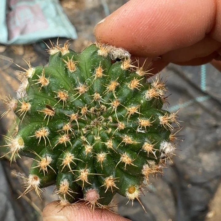 269丽花美花3歪3公分左右无根侧牙