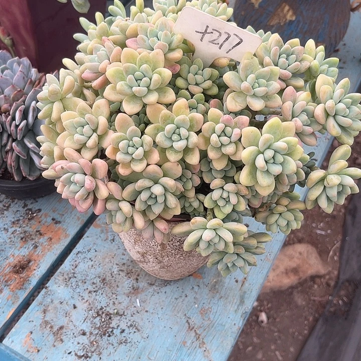 永****晨语多肉，一物一拍277