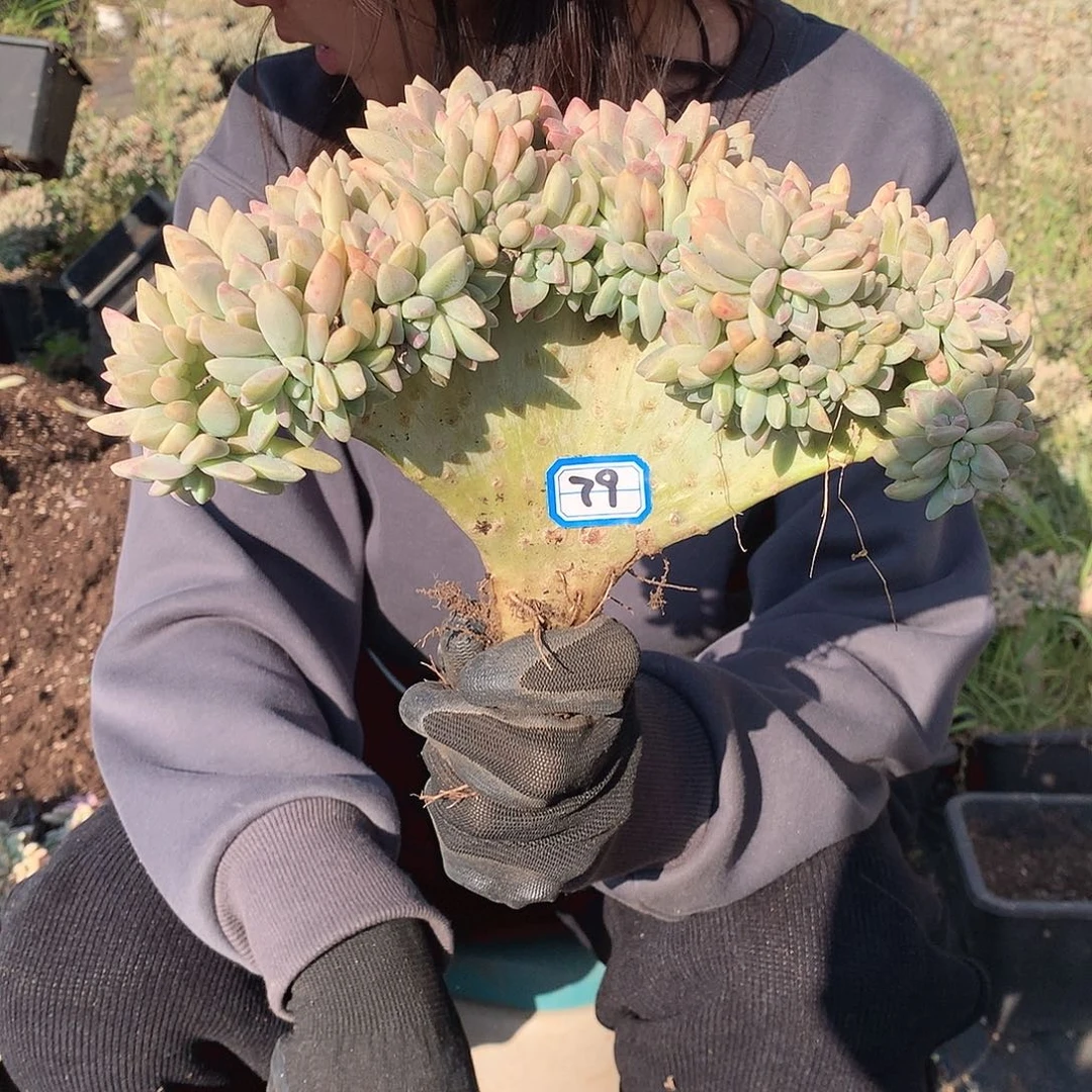 79 淡雪缀 一物一拍