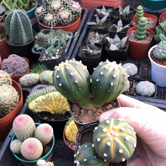 惠***心无花朵双头兜带盆土