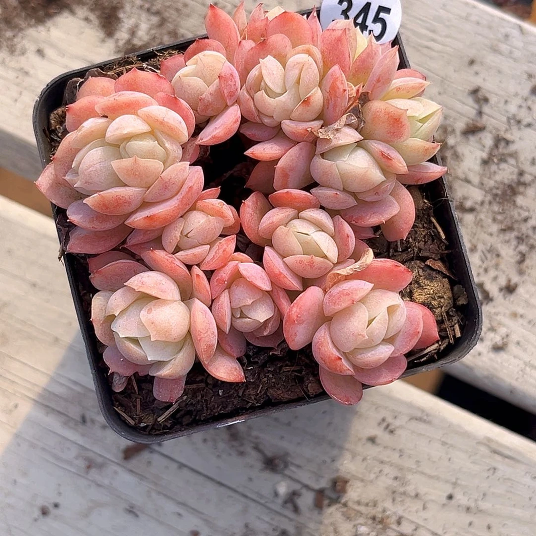 安***_345 新品珍妮 满18包邮