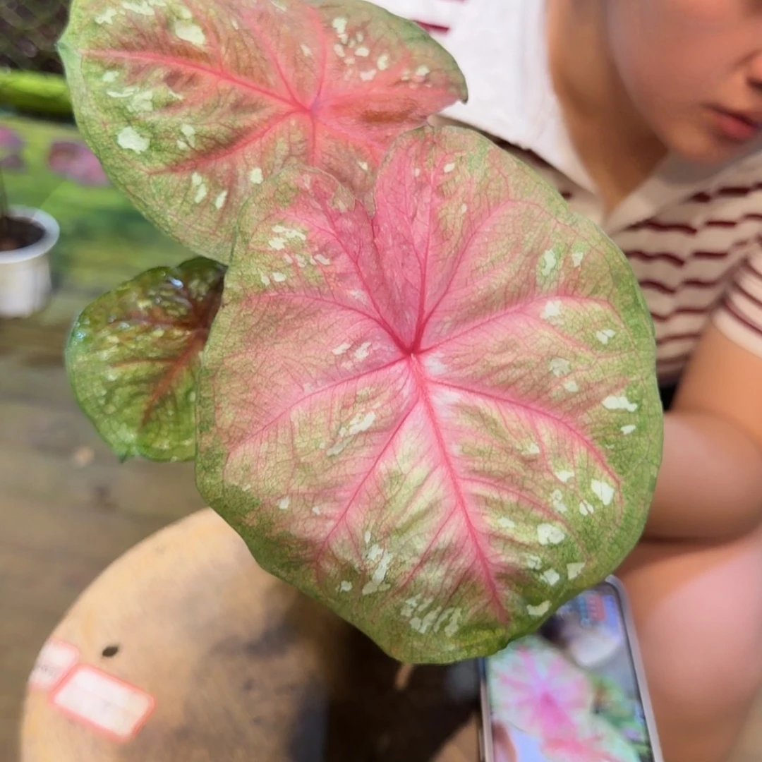 小耳圆叶海王彩叶芋
