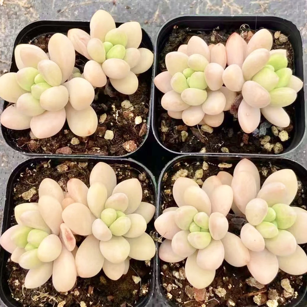 （店铺需要凑单）双头奶酪蛋糕多肉5-6公分左右