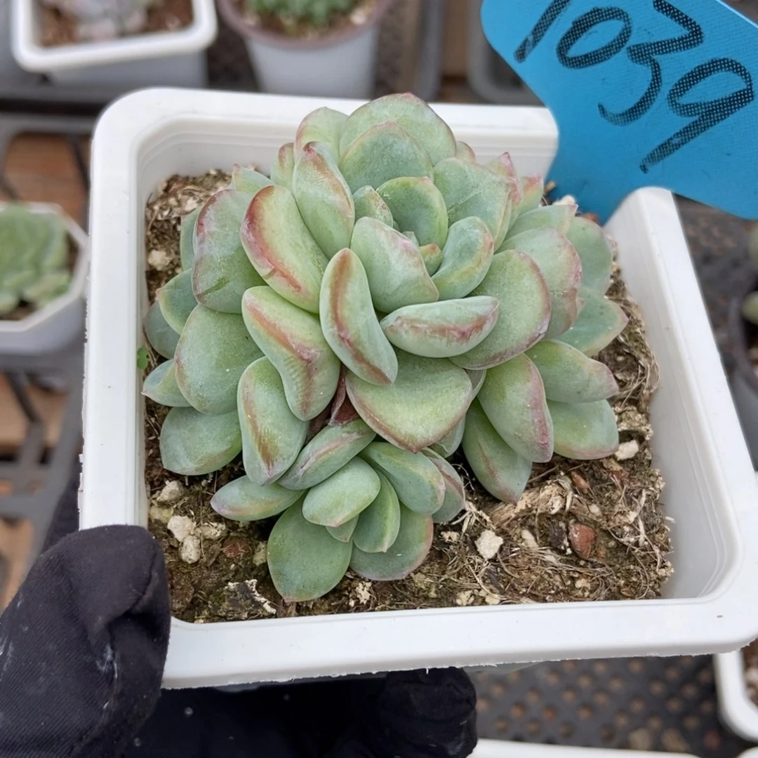 1039泡芙多肉植物保护