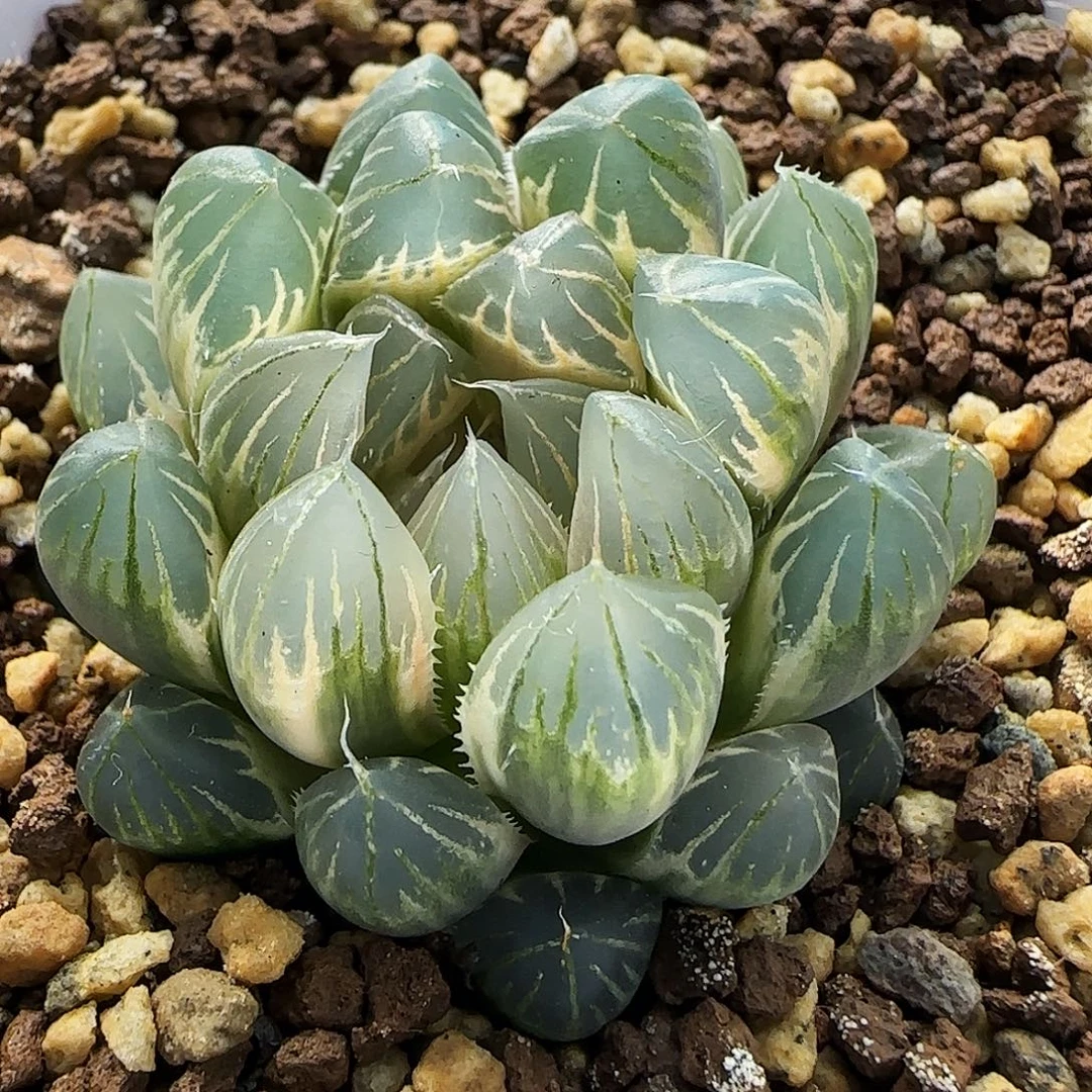 259号糊斑霓虹灯一物一拍带盆土