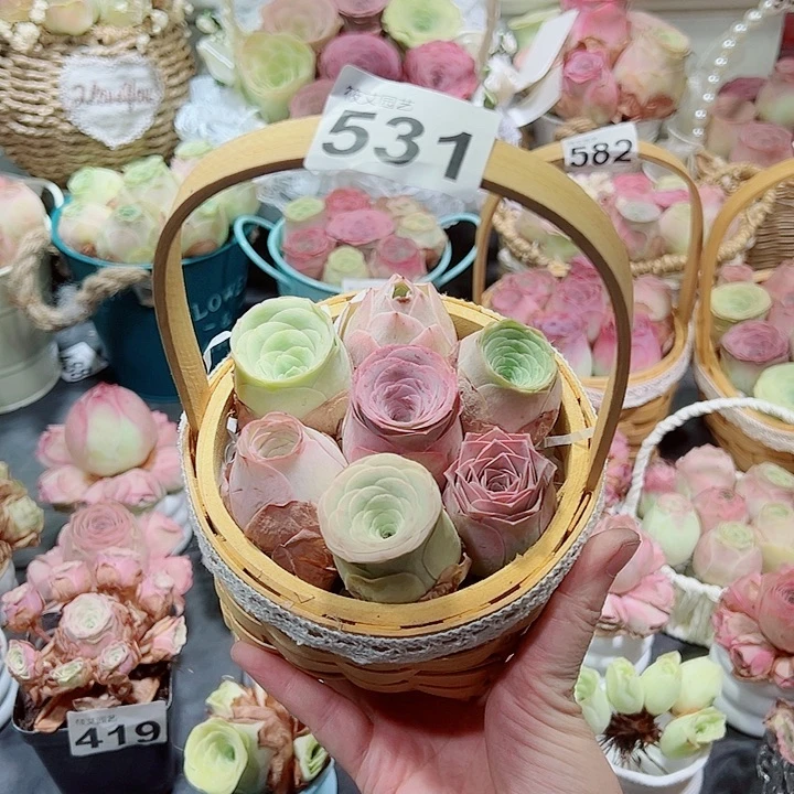 531混合花篮组合。  一物一拍