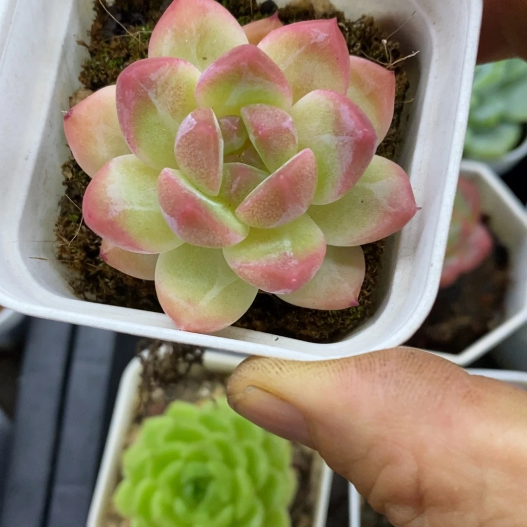 精品多肉一物一拍不包整290