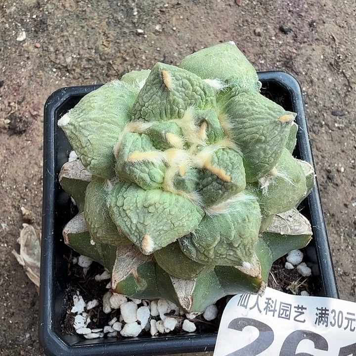 无花朵261梦幻怒涛东三