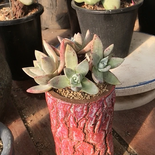 墨西哥大圆叶仙女棒杯