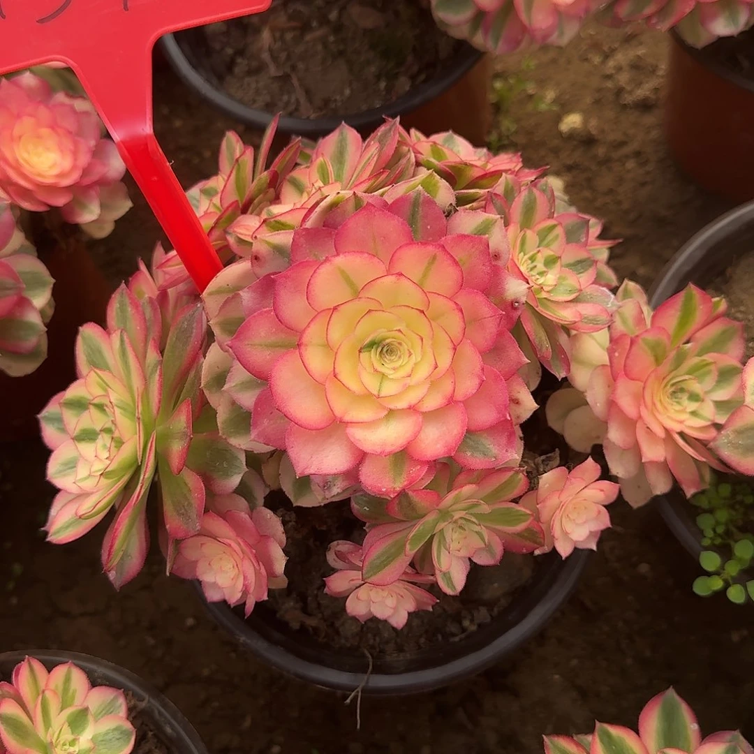 4591倾城多肉法师