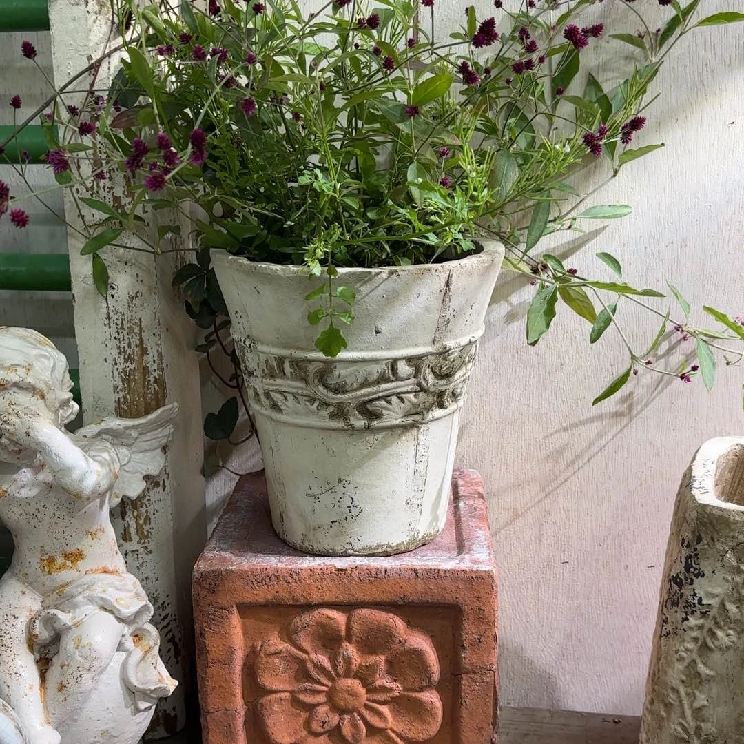 许纯的花房 白色钩花 盆口不周正