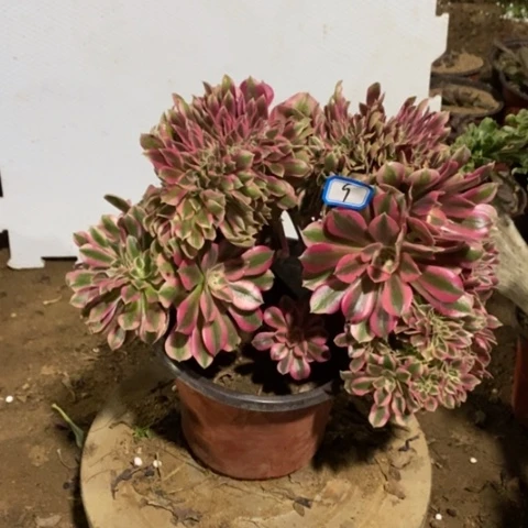 粉女巫缀丛林一物一拍