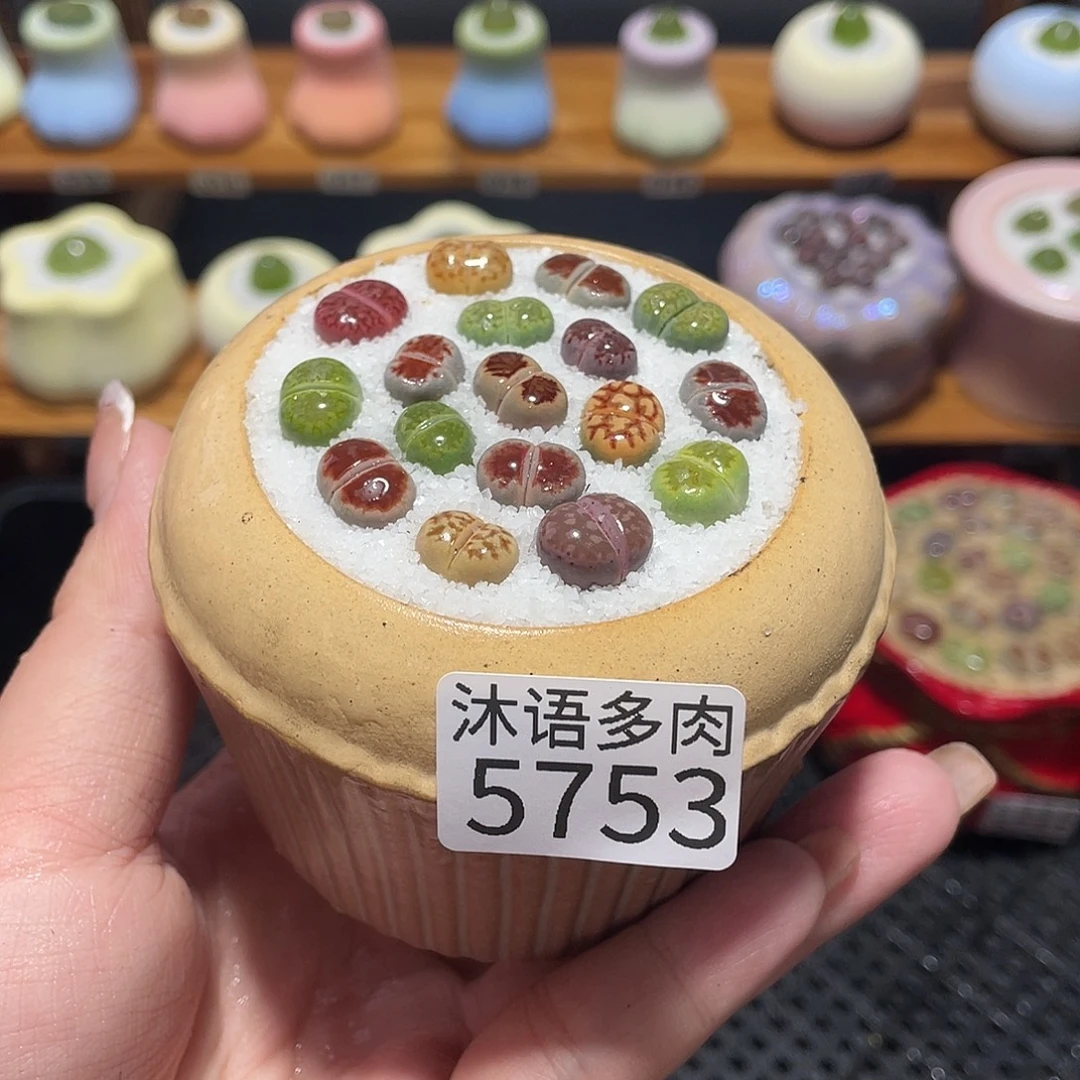 带盆土植物 一物一拍5753