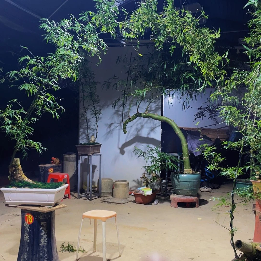 ═***═无花朵小叶簕竹熟桩陶瓷盆一物一拍