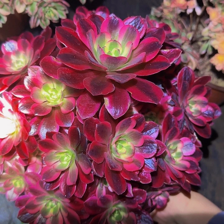 精品凤冠捧花亏本福利51