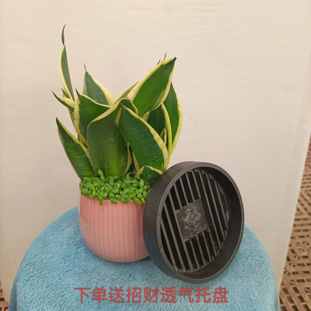 荷花兰瓷盆桌面小盆栽只发新疆包邮室内好养绿植可办公室摆放