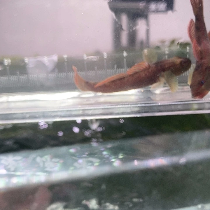 海水鱼虾虎鱼紫红迷宫神农