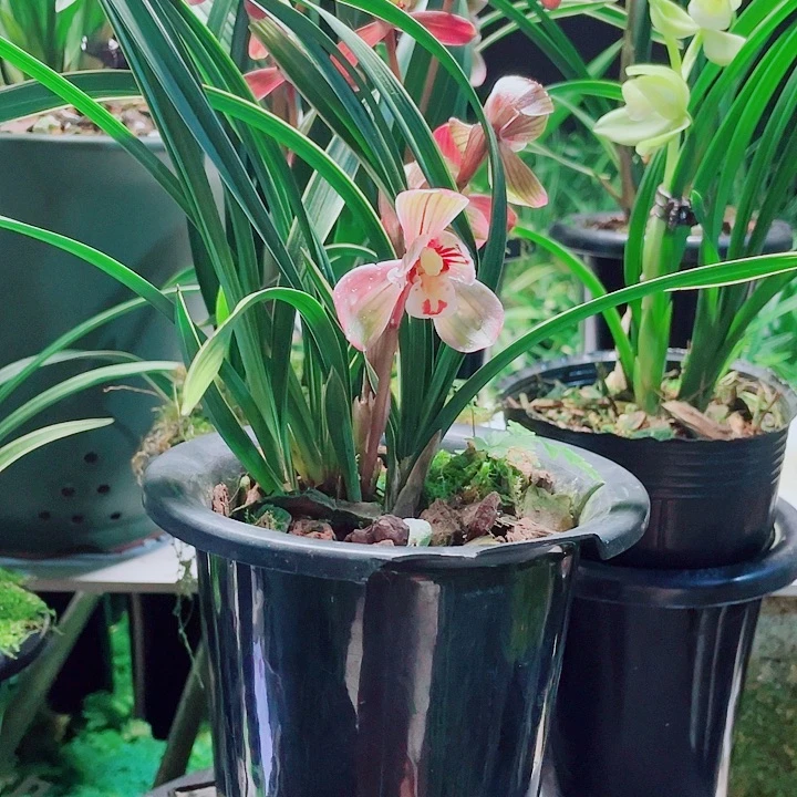 兰***迷完全开放一物一漂亮