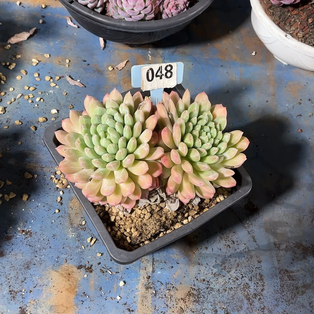 芳***菲百达多肉植物保护048