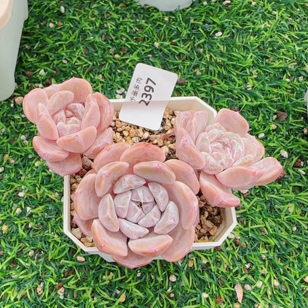 汉堡无砍，2397多肉植物