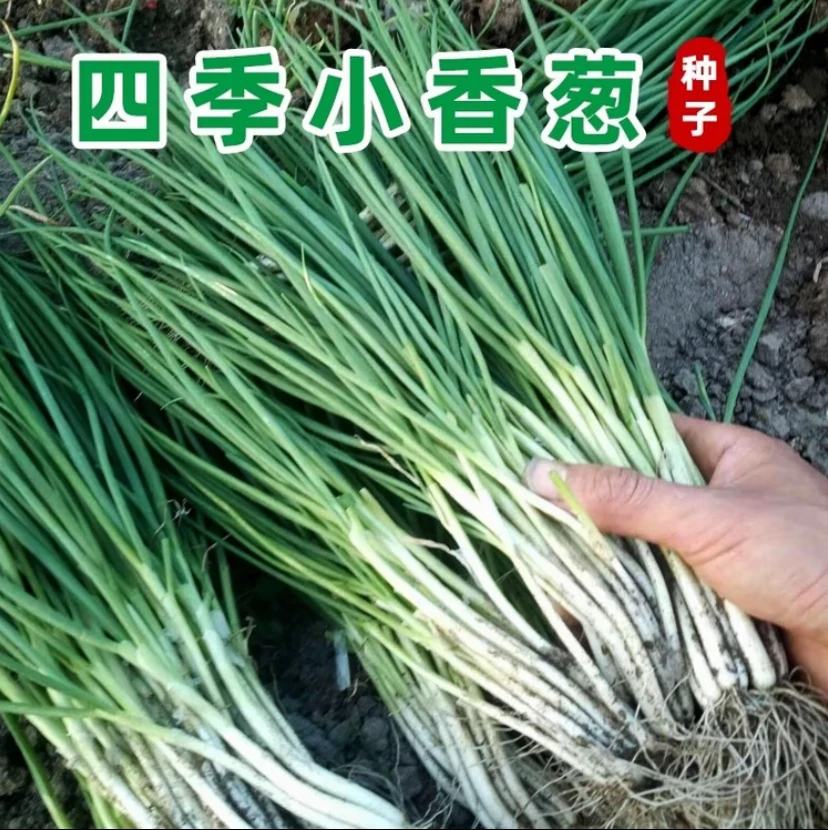 【四季小香葱种子】庭院阳台盆栽小葱蔬菜种子籽四季易播种蔬果种子