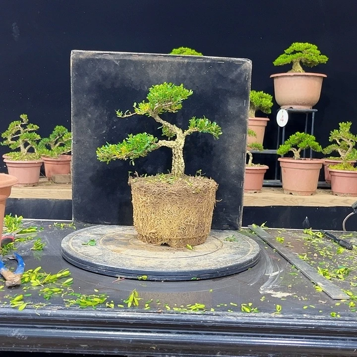 无花朵黄杨盆景四季常绿