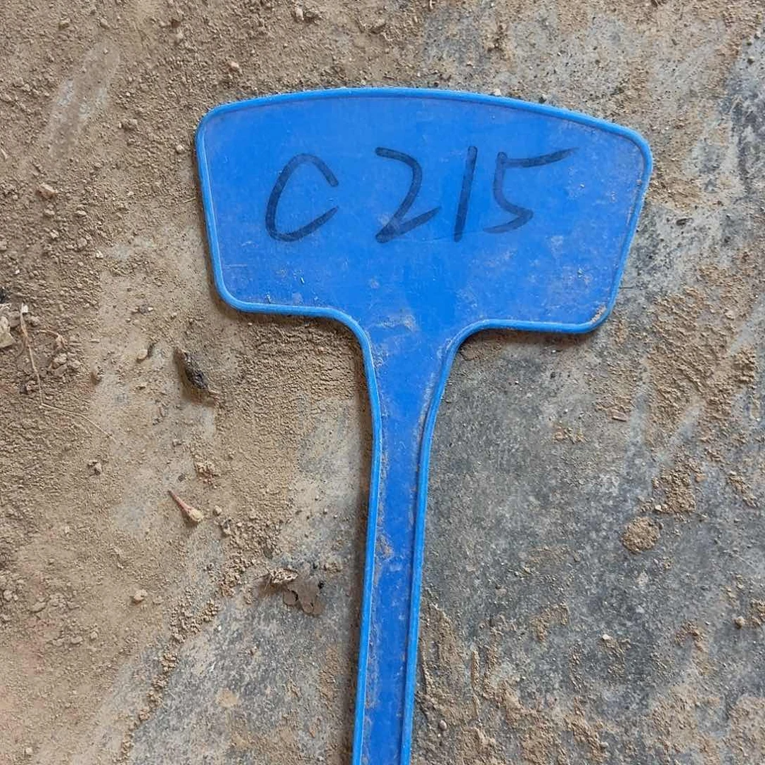 枫***风C215,卷边白檀侧牙