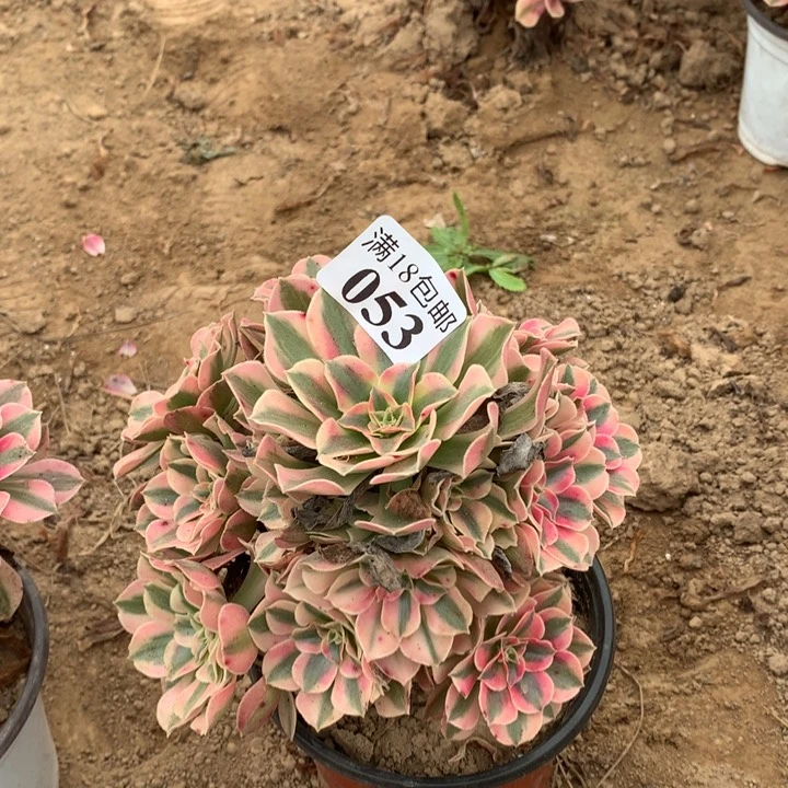 053粉女巫不包断枝4号