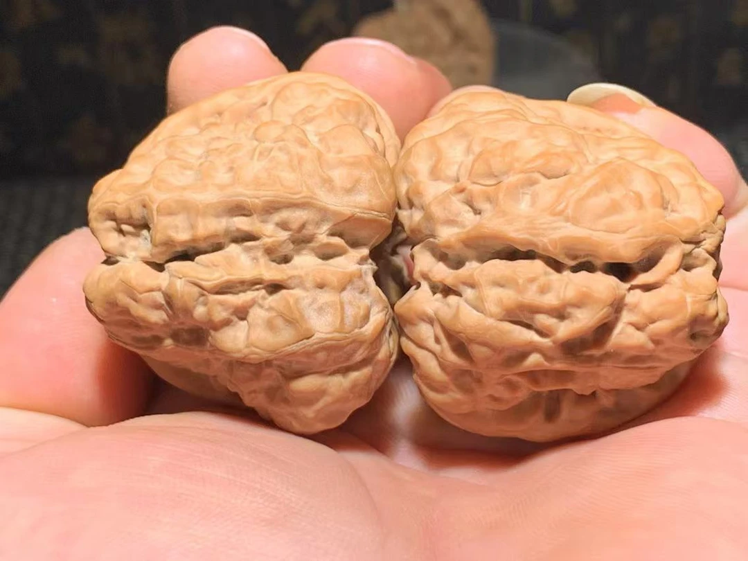 大肚蛙，肚47边42高36，精配，大肚，四开背，八腿八眼