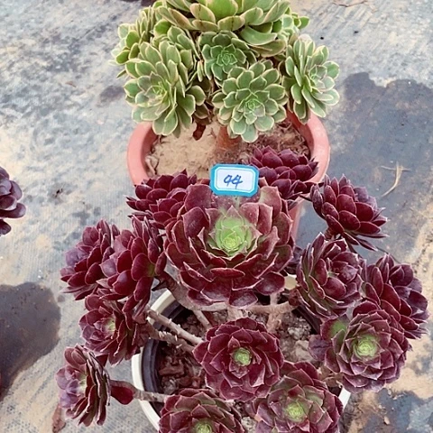 组合套装多肉法师43，44号